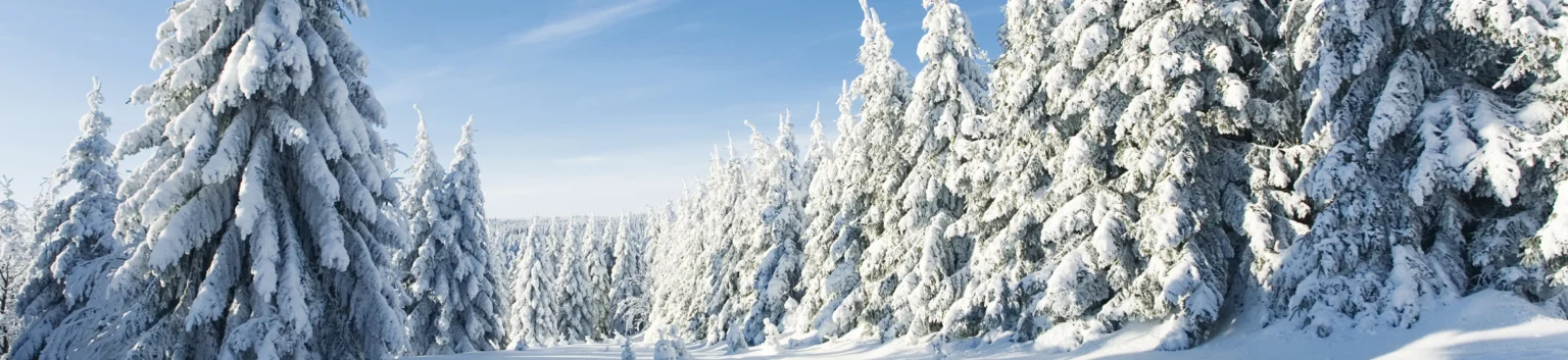 TannenbaeumeSchneeHeader