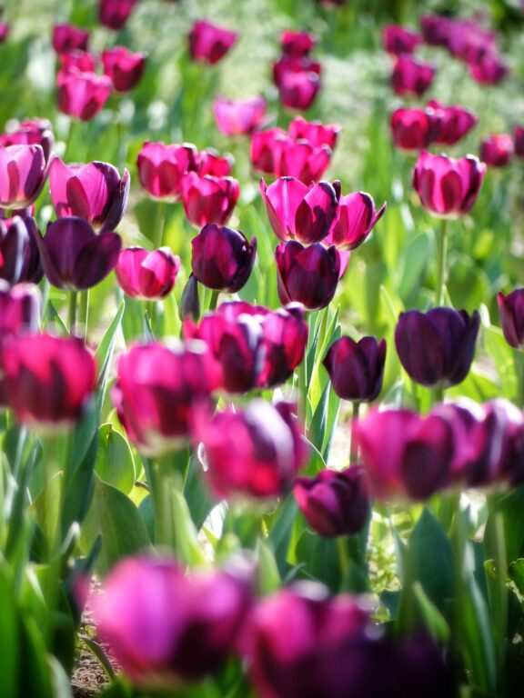 tulips 366661 1920